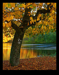photo "Autumn Tree"