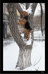 фото "Где же эта кошка?.. ;-)"