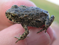 photo "Frog"