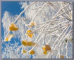 photo "Yellow on white and blue"