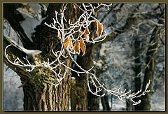 photo "Branch"