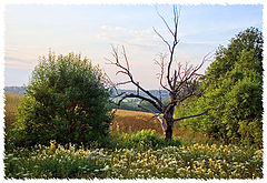 photo "Skazka o lete"