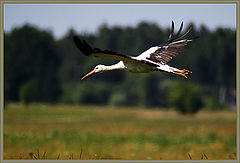 photo "Flight above the field"