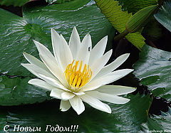 photo "Happy New Year!!!:)"