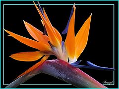 photo "The Queen of flowers"