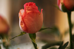 фото "Happy New Year all my photoforum friends"