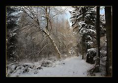 photo "Dream Winter Forest"