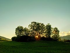 фото "group of trees"