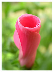 фото "Pink"