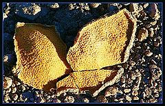 фото "Orange Peel Butterfly"