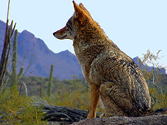 фото "Coyote"