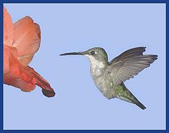 photo "ruby throated hummingbird"