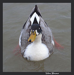 фото "real donald duck"