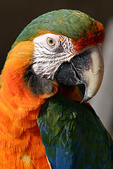 photo "Pedro"