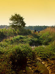 photo "Two lonely mushroom pickers..."