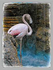 photo "Rose flamingo"