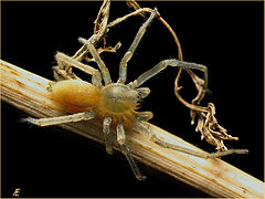 фото "Amber spider"