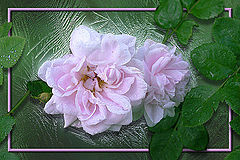 photo "Dogrose"