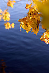 photo "intensity of autumn colors"