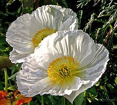 фото ""Twins In Lace "."