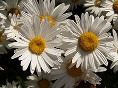 фото "Sunflowers"