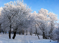 photo "Ski weather!!!"