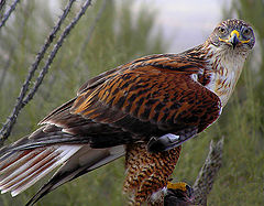 фото "Ferruginous Hawk"