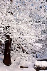 photo "Russian winter"