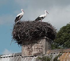 photo "Family"