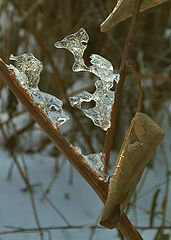 photo "Let's get warm?"