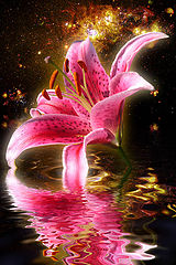 photo "***"