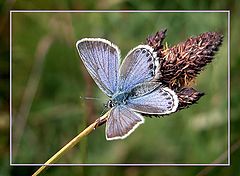 photo "Plebejus idas"
