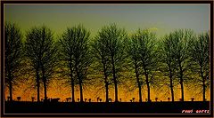 фото "between the trees"