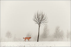 photo "***"