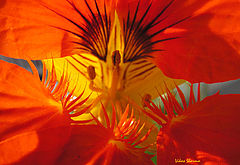фото "Inner zone"