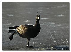фото "skating duck"