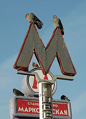photo "pterodrom"