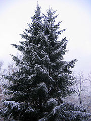 photo "Winter spruce"
