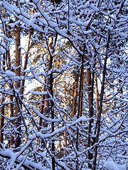 photo "Winter lace"