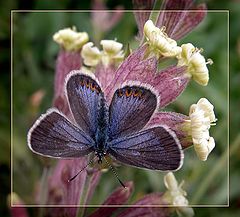 photo "Plebejus idas (2)"