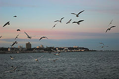 photo "Morning"
