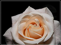photo "I love roses"