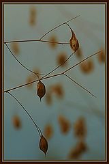 фото "NATURES BALANCE  I"
