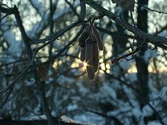 photo "Drop of the sun"