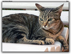 photo "Cat"