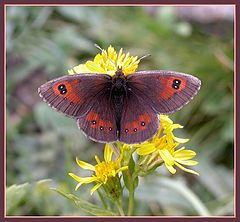 фото "Erebia graucasica"