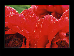 photo "***"