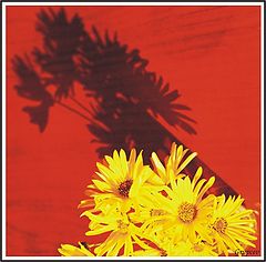 фото "Shadows"