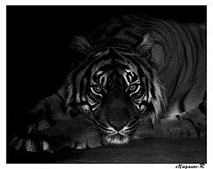 photo "Missing tiger"
