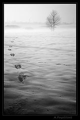 фото "Hare   trail"